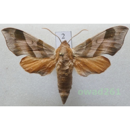 Darapsa myron (Cramer, 1780) male USA2
